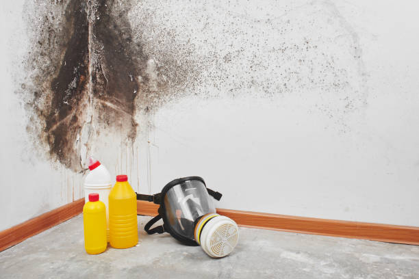 Best Mold Remediation Services  in Brewster Hill, NY