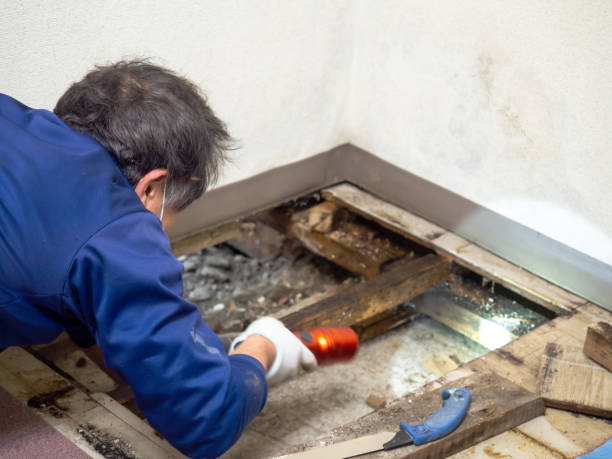 Best Toxic Mold Removal  in Brewster Hill, NY