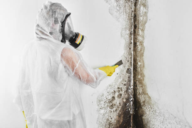 Best Black Mold Removal  in Brewster Hill, NY