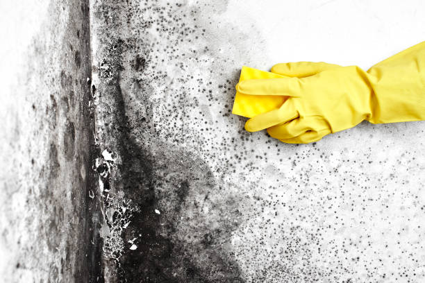 Best Crawl Space Mold Removal  in Brewster Hill, NY