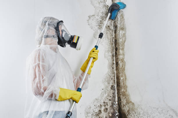 Best Same-Day Mold Removal  in Brewster Hill, NY