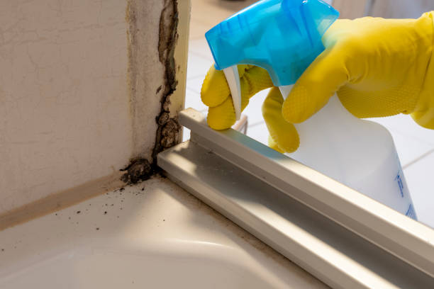 Certified Mold Removal in Brewster Hill, NY