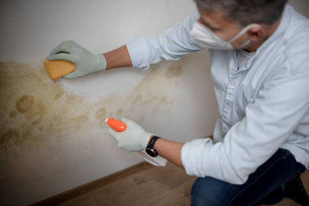 Best Home Mold Removal  in Brewster Hill, NY