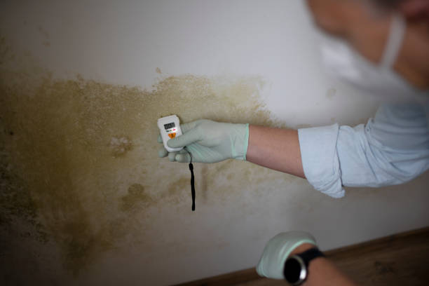 Best Best Mold Removal Companies  in Brewster Hill, NY