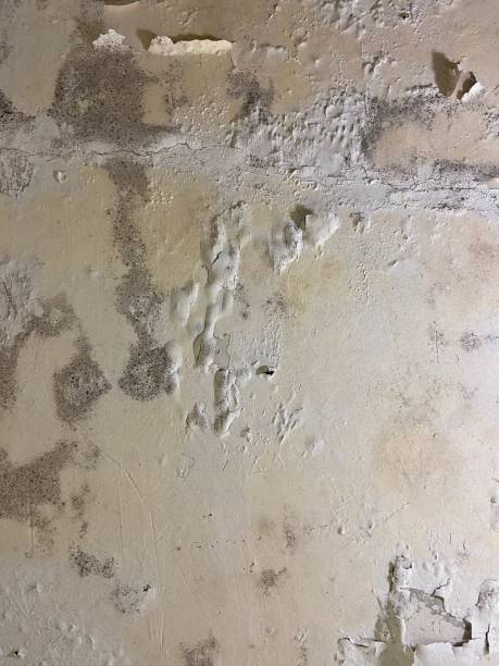 Best Mold Testing  in Brewster Hill, NY