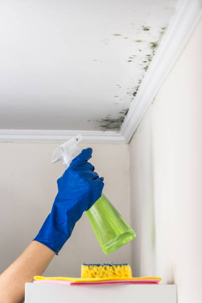 Mold Removal Process in Brewster Hill, NY