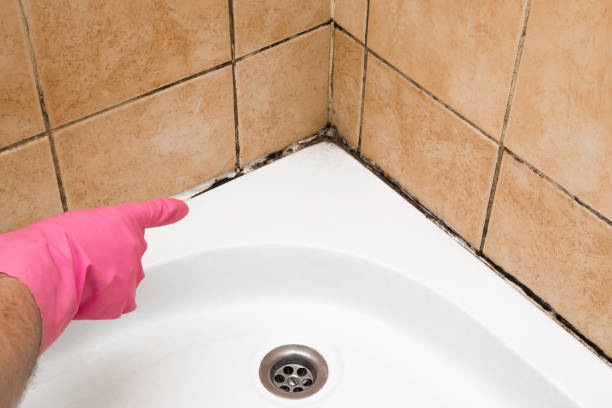 Best Fast Mold Removal  in Brewster Hill, NY